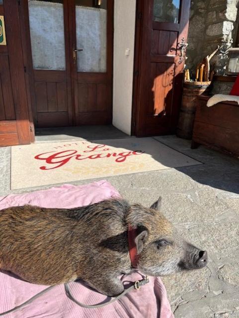 Hotel La Grange - Animal Chic Hotel Courmayeur Exterior photo