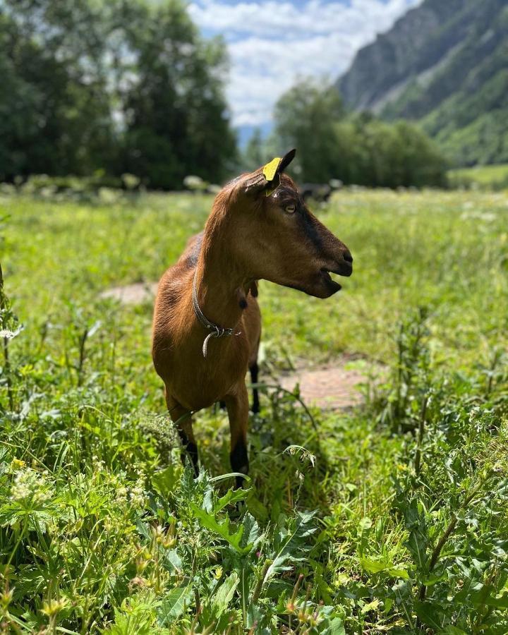 Hotel La Grange - Animal Chic Hotel Courmayeur Exterior photo